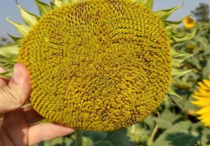 Cálculos finales de producción de girasol en Córdoba – Campaña 2021/22