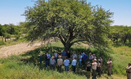Córdoba, La Pampa y San Luis firmaron un convenio para proteger el Caldén, especie única en el mundo
